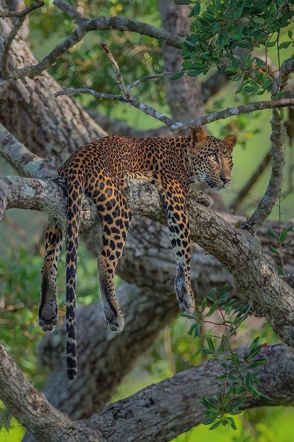 Yala National Park